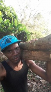 Bro. Gonzalez brings freshly cut trees from the jungle to be used as poles for the radio antenna.